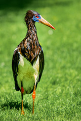 Ein mir unbekannter Vogel