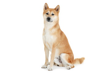 Shiba inu dog isolated on white background