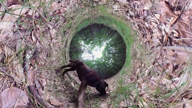 VR360, Labrador Retriever schn&uuml;ffelt im Wald, 360VR, VR, 360 VR, VR 360