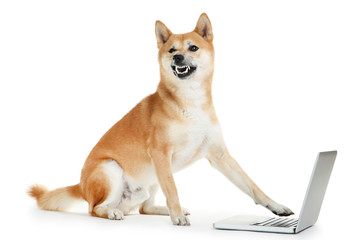 Shiba inu dog with laptop computer on white background