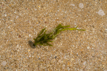 seaweed covered with water from the waves on the beach