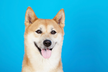 Shiba inu dog on blue background