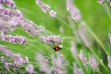 a bumblebee on the flowers of lavanda in the old city park