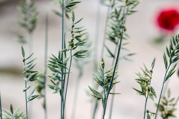 wild grass blurred red poppy