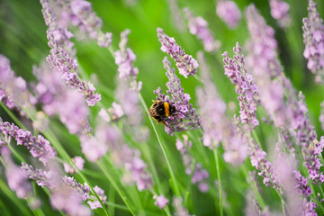a bumblebee on the flowers of lavanda in the old city park