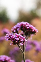 Fototapeta premium Purpletop Vervain