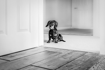 Black and white image of a cute miniature dachshund puppy sitting in a doorway in front of wooden floor