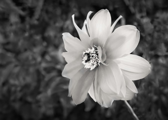 Monochrome Dahlia flower with a bumble bee in the centre of the flower
