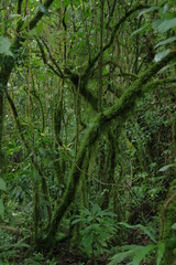 Obraz premium ジャングル