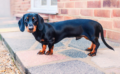 A puppy miniature dachshund, with short hair and a smooth, silky brown and tan fur. He is standing in profile and looking directly at the camera. He is on a back yard path near a brick house.