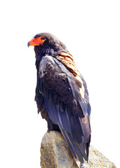 Bateleur eagle (Terathopius ecaudatus) portrait. Isolated on white Background