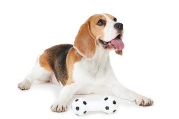 Beagle dog with toy isolated on white background - obrazy, fototapety, plakaty