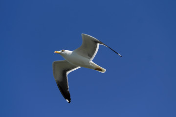 Seagull and deep blue sky - Stockphoto