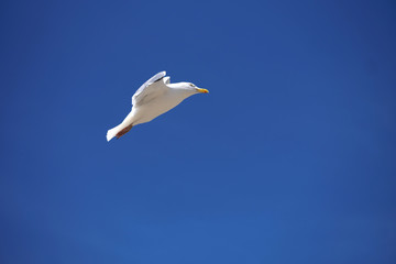 Seagull and deep blue sky - Stockphoto