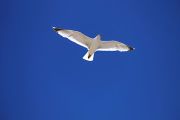 Seagull and deep blue sky - Stockphoto
