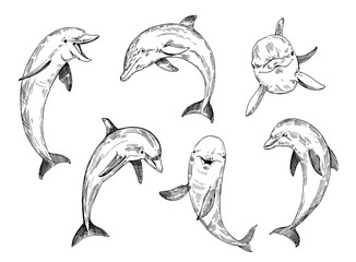 Dolphin sketch. Hand drawn illustration converted to vector. © aksol
