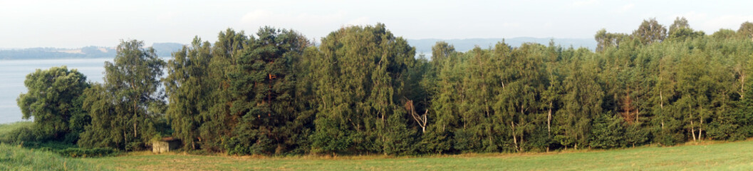 Fototapeta na wymiar Panorama of forest