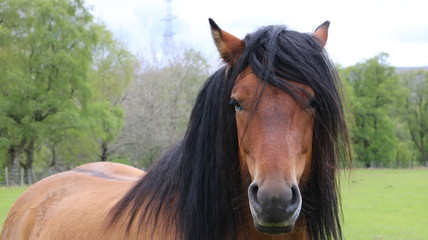 Obraz premium portrait of a horse