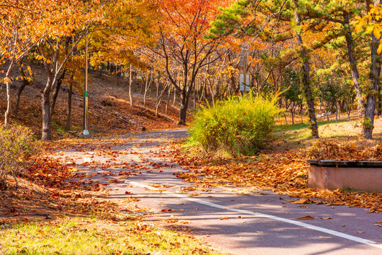 Autumn road in the Park,Seoul Korea