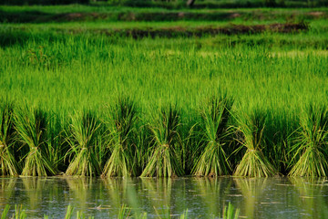 Young rice plants in rice fields