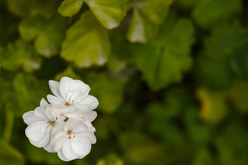 blossoming white geranium