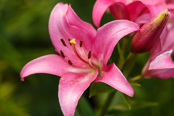 big pink lily close