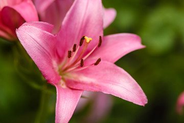 Fototapeta premium beautiful pink Lily with pollen on blurred natural green background