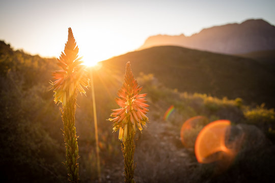 Close up image of Aloe flowers in bloom in the western cape of south africa