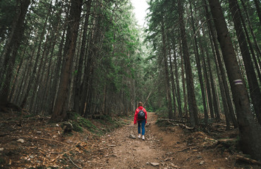Back of hiker girl in casual clothes climbs mountains in forest paths. Hiker girl in a red raincoat walks up the mountain trail in the forest. Active holidays in the mountains. Background