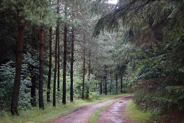 Track in forest