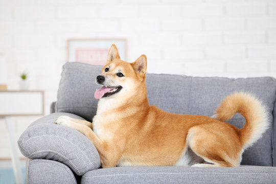 Shiba inu dog lying on grey sofa at home