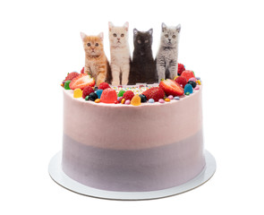 Cheerful birthday cake made of sweets and cats. On a white background.