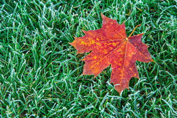Closeup beautiful red maple leafe isolated on green grass background.