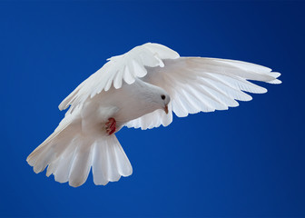 Dove in the air with wings wide open