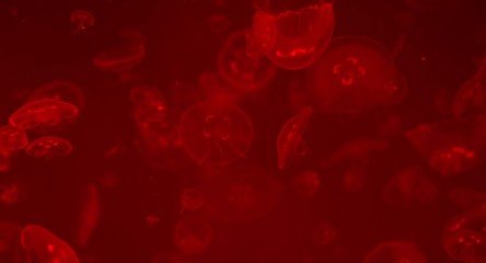 red abstract background