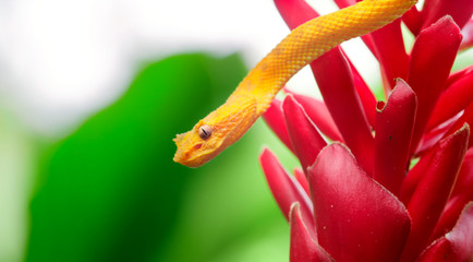 djungle life in animals and nature