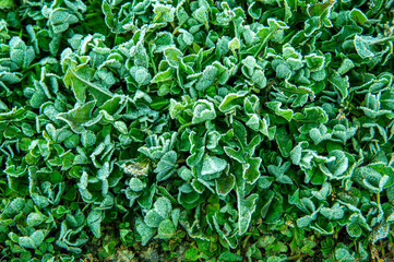 Closeup frosty green grass in the garden on winter morning.