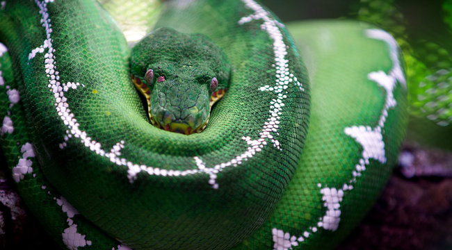 djungle life in animals and nature