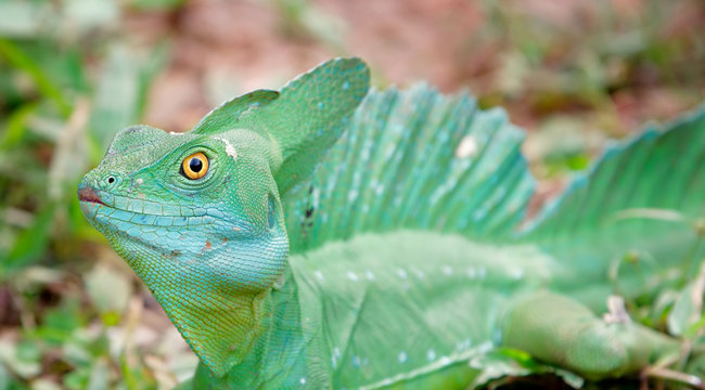 djungle life in animals and nature
