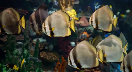 fish in aquarium