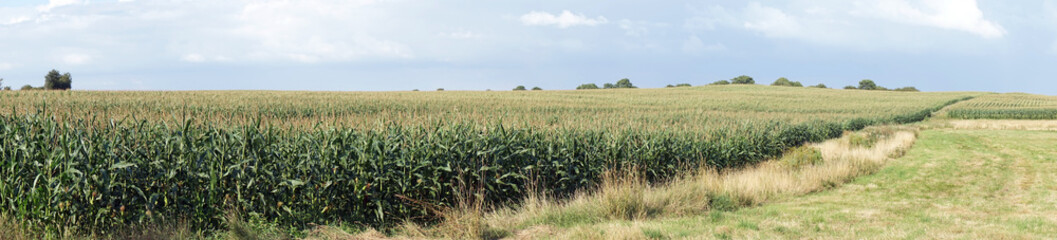 Corn field