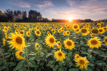 sunflower field at sunset