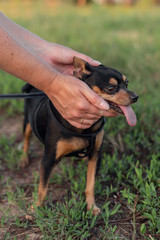 hand stroking toy Terrier with hanging out tongue on a walk on the grass in summer