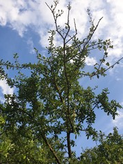 tree on blue sky
