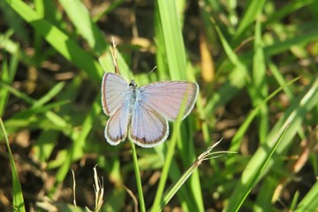 Blue polyommatus butterfly on grass in Florida wild, closeup