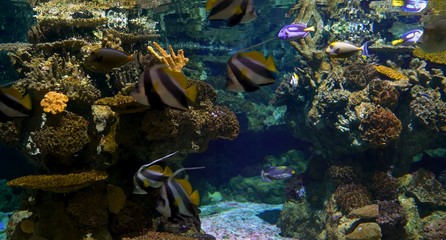 tropical fish in the sea