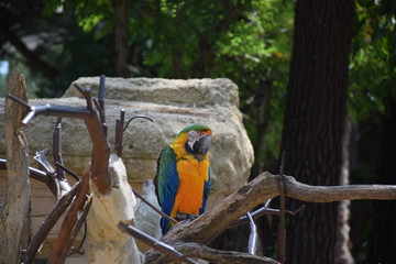 Perroquets Aras