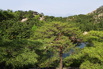 Fototapeta na wymiar North Korean scenery. Red korean pine forest