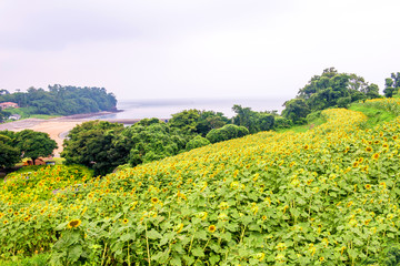 長崎鼻のヒマワリ