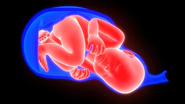 Labor and Vaginal birth Anatomy